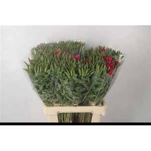 CLARKIA AM GR RED
