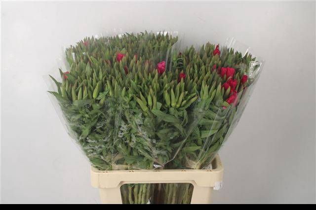 <h4>CLARKIA AM GR RED</h4>