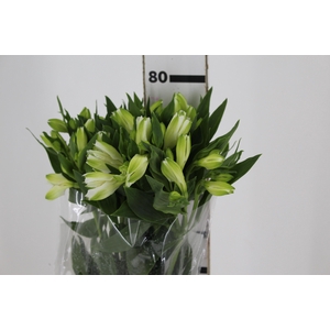 ALSTROEMERIA MISTRAL 080 CM