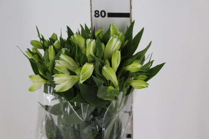 <h4>ALSTROEMERIA MISTRAL 080 CM</h4>