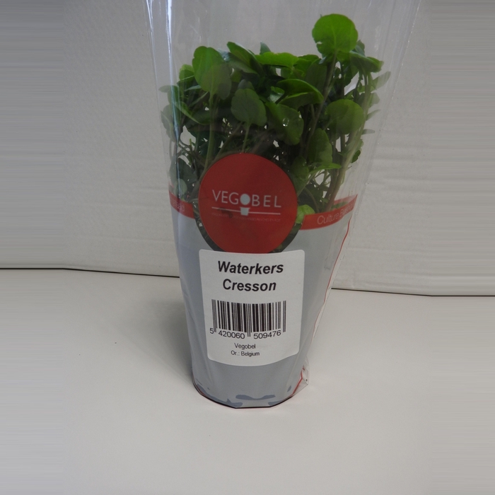 <h4>Waterkers P9</h4>