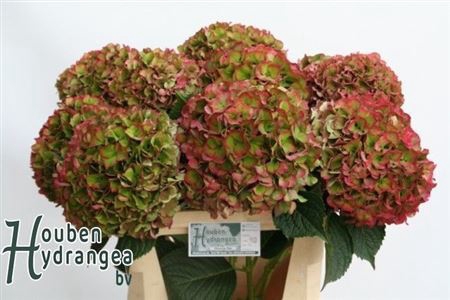 <h4>Hydr M Glowing Alps Cl</h4>