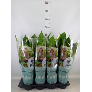 Spathiphyllum  'Pico Cupido'