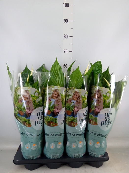 <h4>Spathiphyllum  'Pico Cupido'</h4>