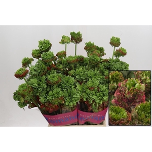 RANUNCULUS   ... ORANGE/RED