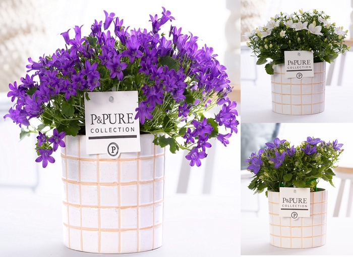<h4>Campanula mix in Pure 'Tirza'</h4>