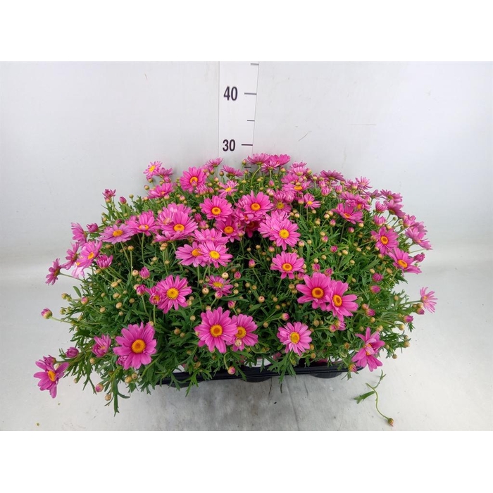 <h4>Argyranthemum   ...</h4>