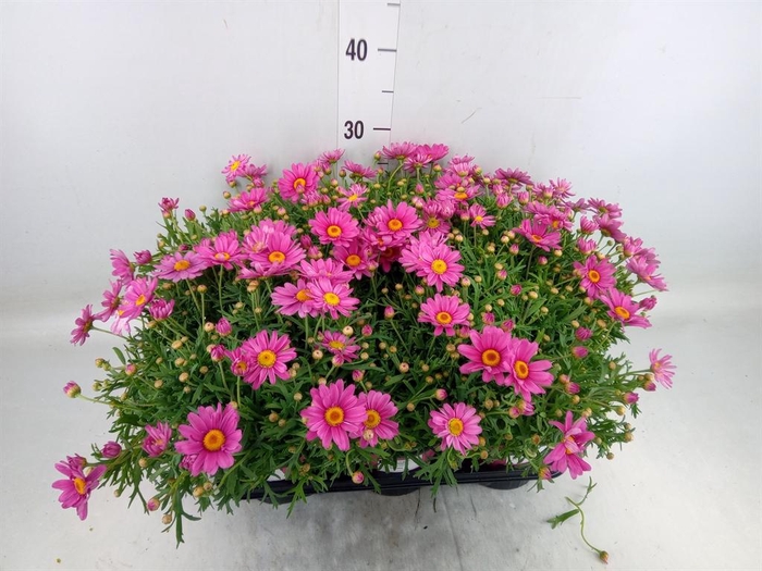 <h4>Argyranthemum   ...</h4>
