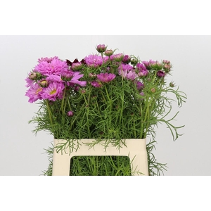 Cosmos Double pink