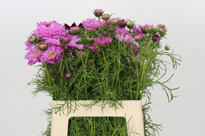 <h4>Cosmos Double pink</h4>