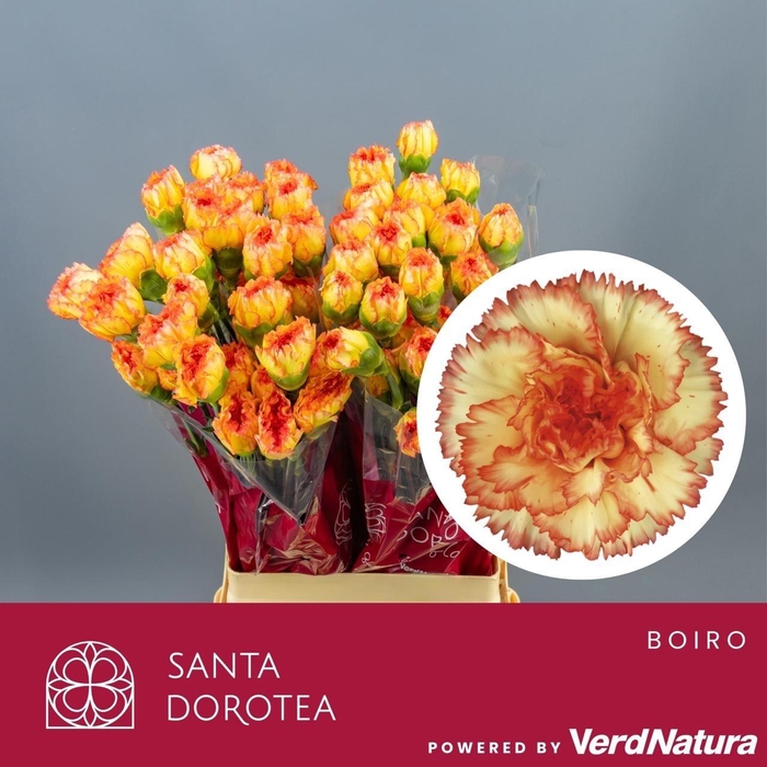 <h4>DI ST BOIRO</h4>