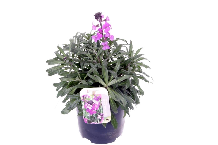 <h4>Erysimum lin. Bowles Mauve</h4>