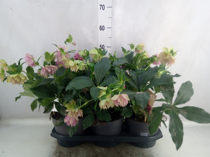 <h4>Helleborus ori.</h4>