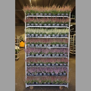 Calluna Mix
