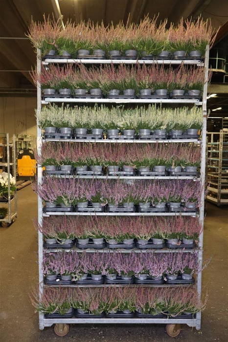 <h4>Calluna Mix</h4>