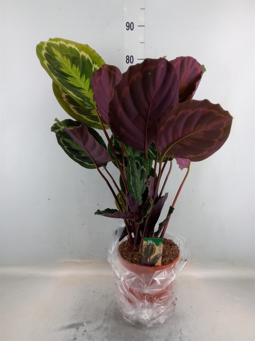 <h4>Calathea  'Medallion'</h4>