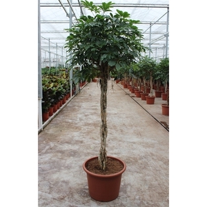 Schefflera arboricola 'Compacta'