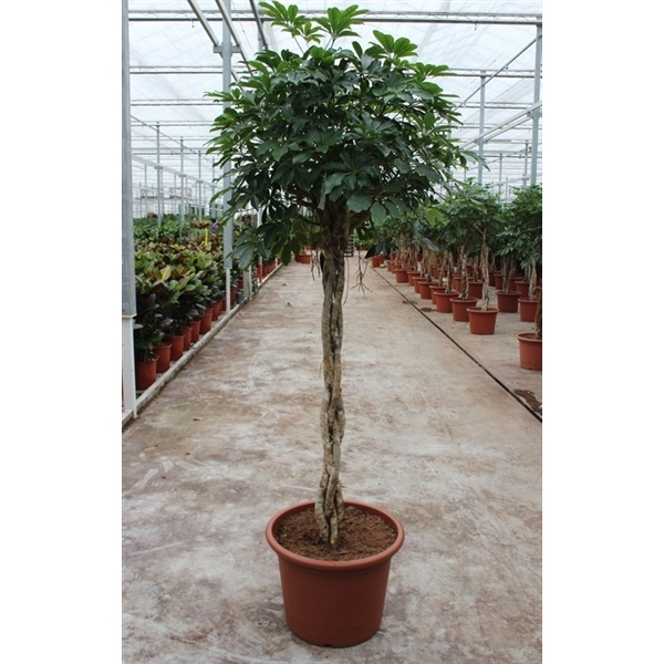 <h4>Schefflera arboricola 'Compacta'</h4>