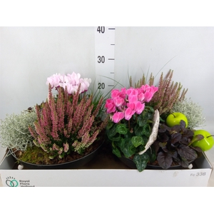 Arr.   Tuinplanten L%