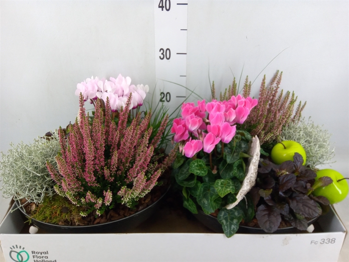 <h4>Arr.   Tuinplanten L%</h4>