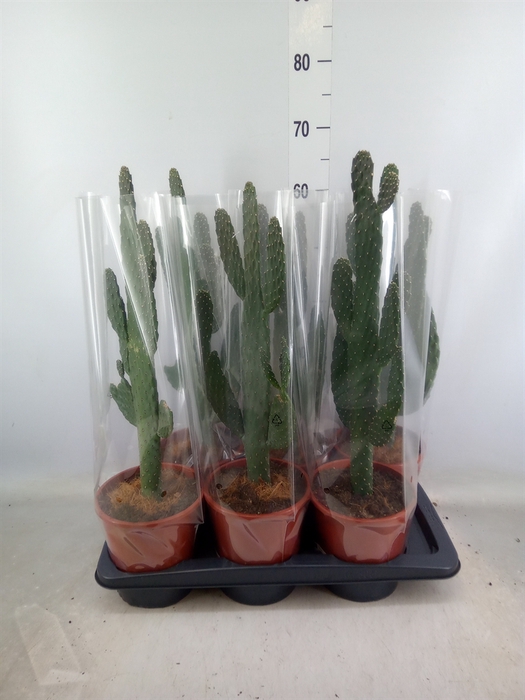 <h4>Opuntia</h4>