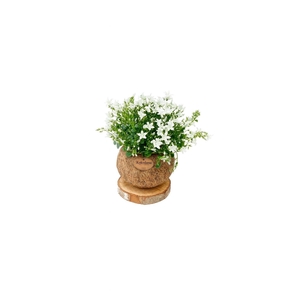 Kokodama 15 cm Trunk Campanula White 'Addenda'