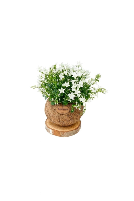 <h4>Kokodama 15 cm Trunk Campanula White 'Addenda'</h4>