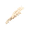 Amaranthus Caudatus White Bleached