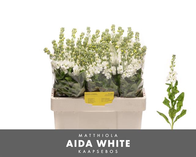 MATTH AIDA WHITE