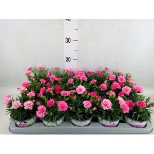 Dianthus  'I Love U'