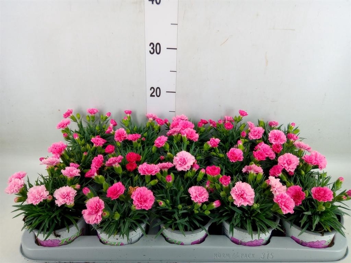 <h4>Dianthus  'I Love U'</h4>