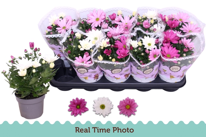 <h4>CHRYS GEM IN POT</h4>