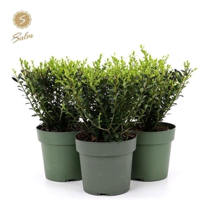 Ilex crenata 'Jenny'® P17