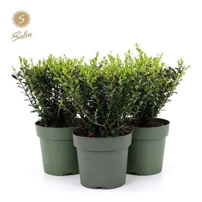 <h4>Ilex crenata 'Jenny'® P17</h4>