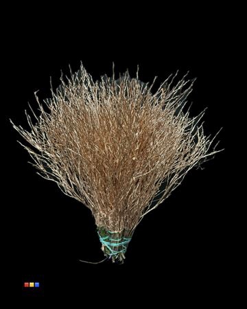 <h4>Vaccinium / Heidelbeer Copper</h4>