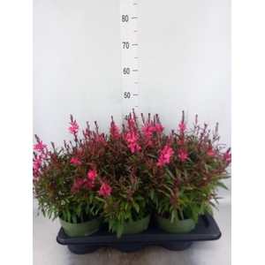 Gaura lindheimeri 'Belleza Ea Pink'