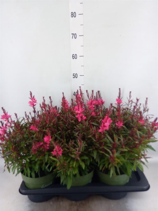 <h4>Gaura lindheimeri 'Belleza Ea Pink'</h4>