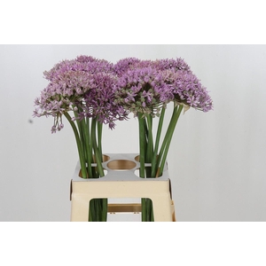 Allium  'Pink Jewel'