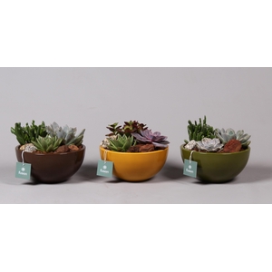keramiek Moonschaal Medium div. kleuren met Succulenten
