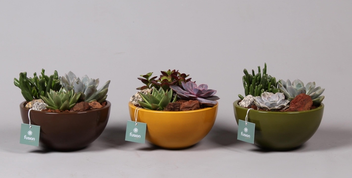 <h4>keramiek Moonschaal Medium div. kleuren met Succulenten</h4>