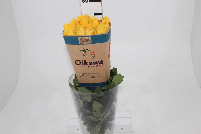<h4>ROSA TROPICAL SUN 050 CM ESTUFA</h4>