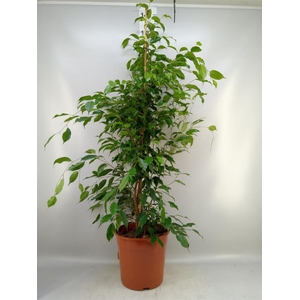 Ficus benja. 'Exotica'