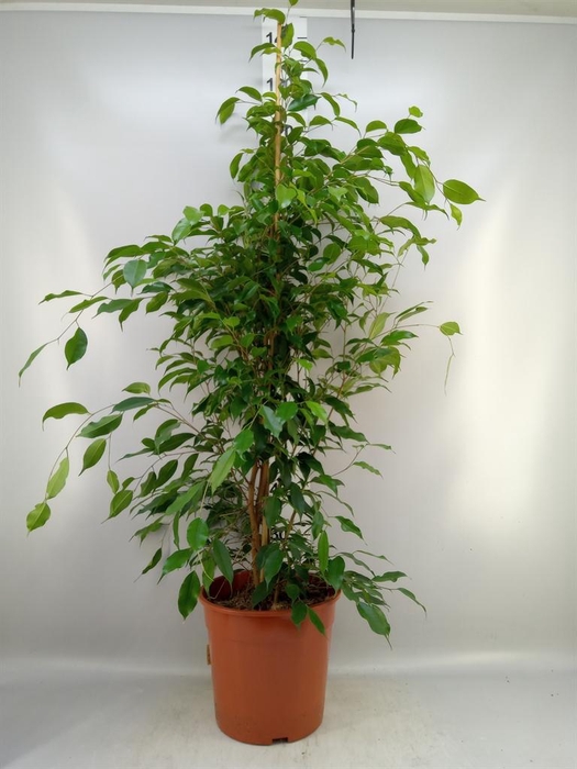 <h4>Ficus benja. 'Exotica'</h4>