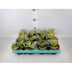 Kalanchoe NF   ...