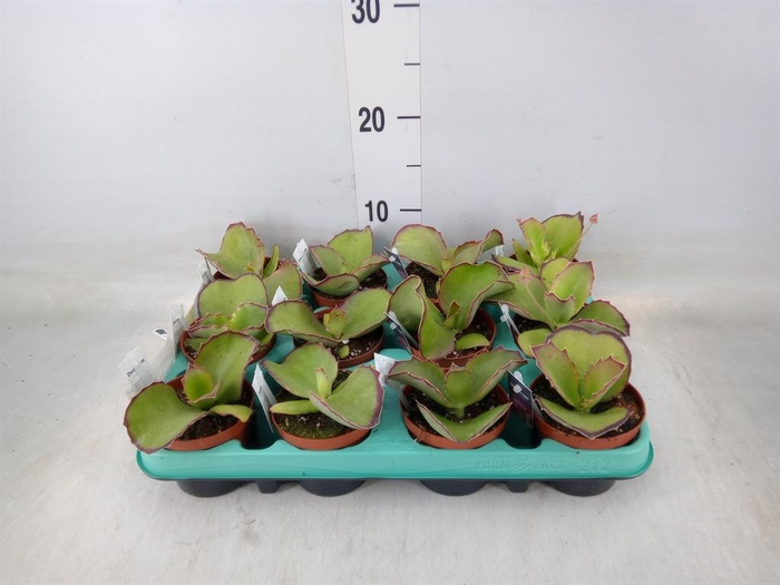 <h4>Kalanchoe NF   ...</h4>
