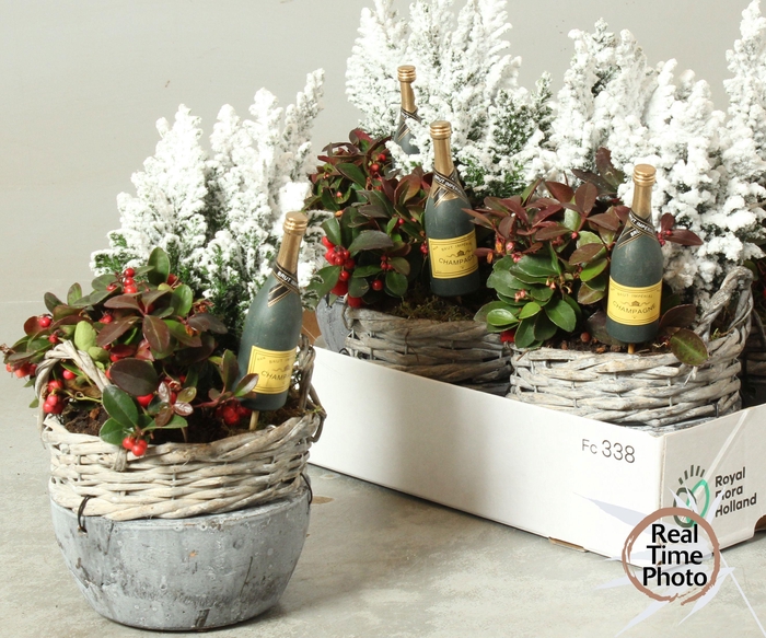 <h4>ARR TUINPLANTEN</h4>