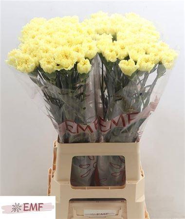 <h4>Di St Hermes</h4>