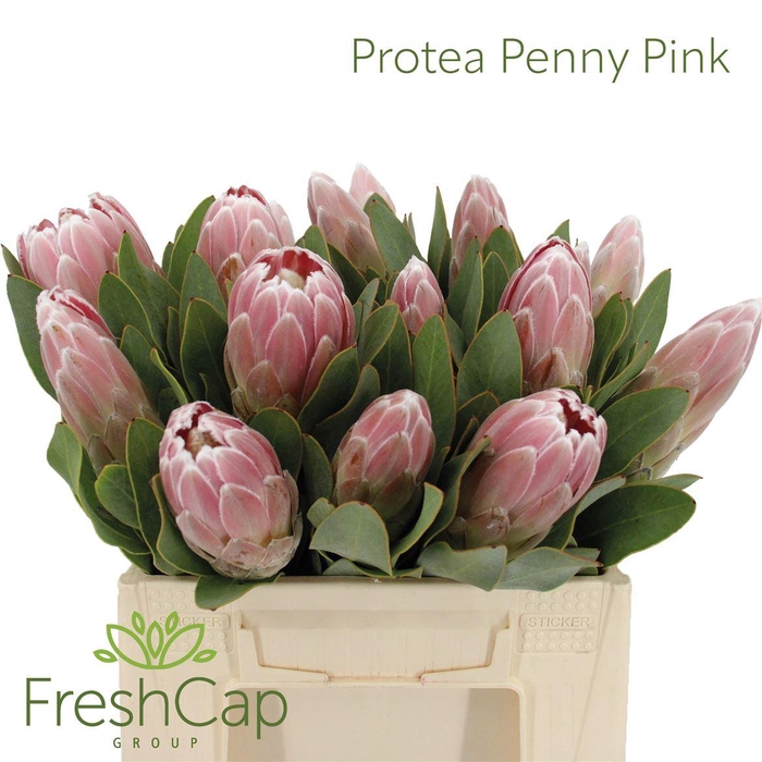 <h4>Protea Penny Pink</h4>