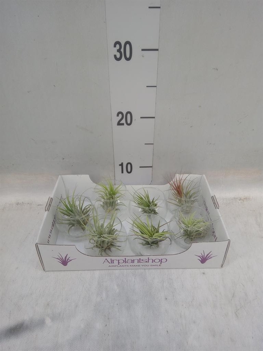 <h4>Tillandsia</h4>