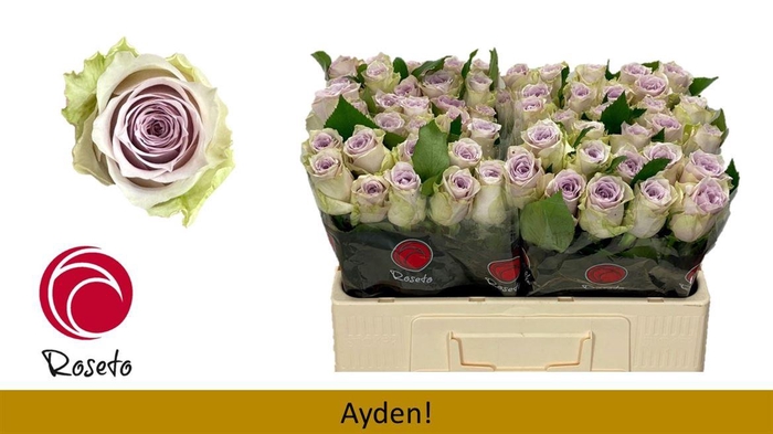 <h4>R Gr Ayden!</h4>